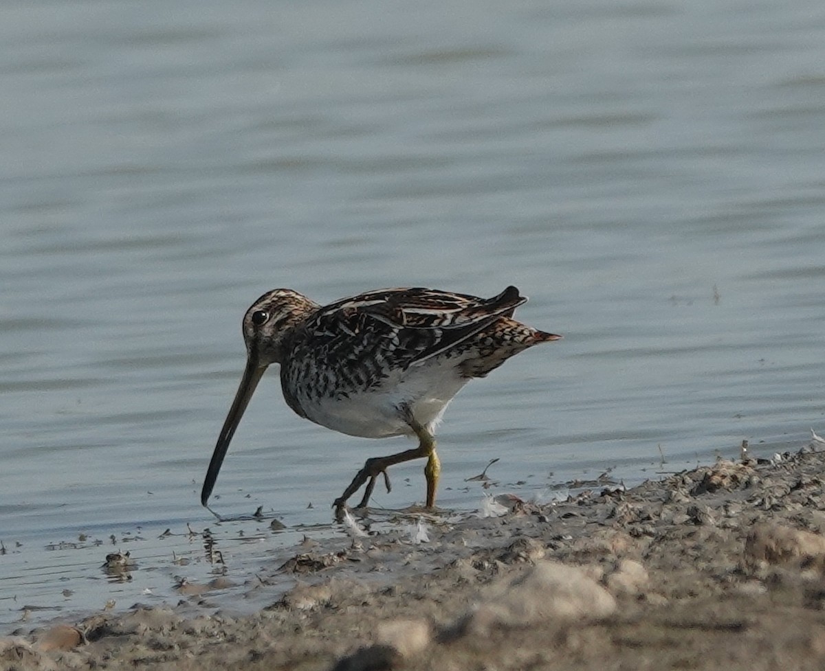 Common Snipe - Prof Chandan Singh Dalawat