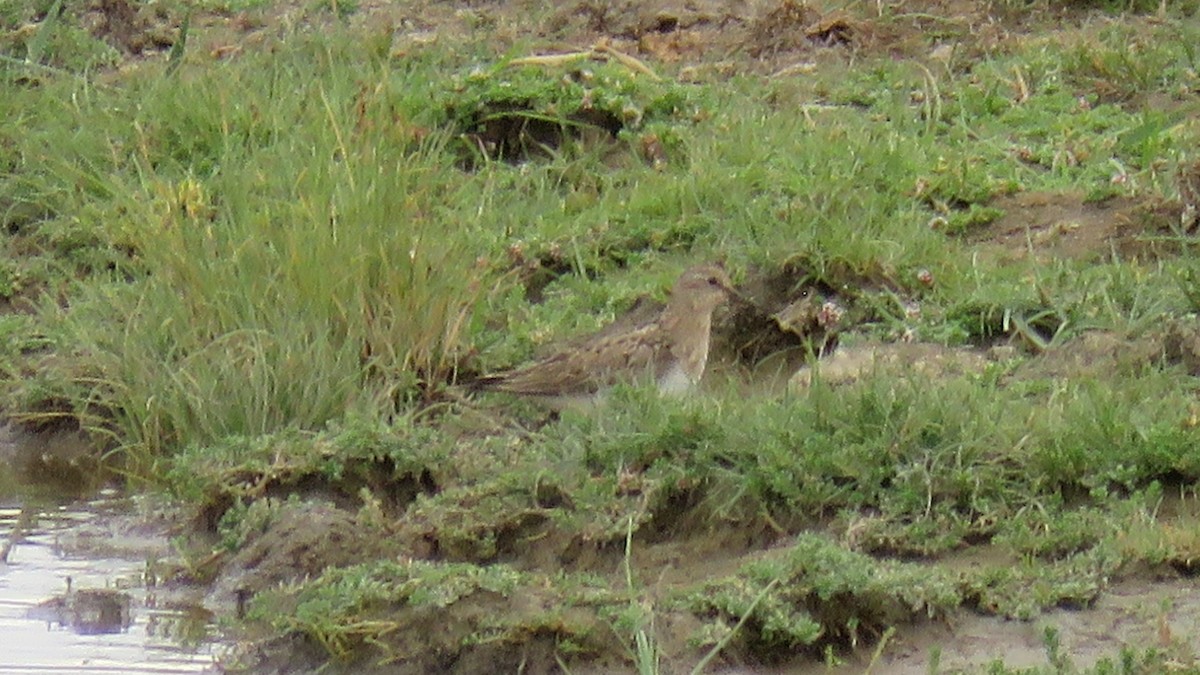 Temminck's Stint - ML614772399