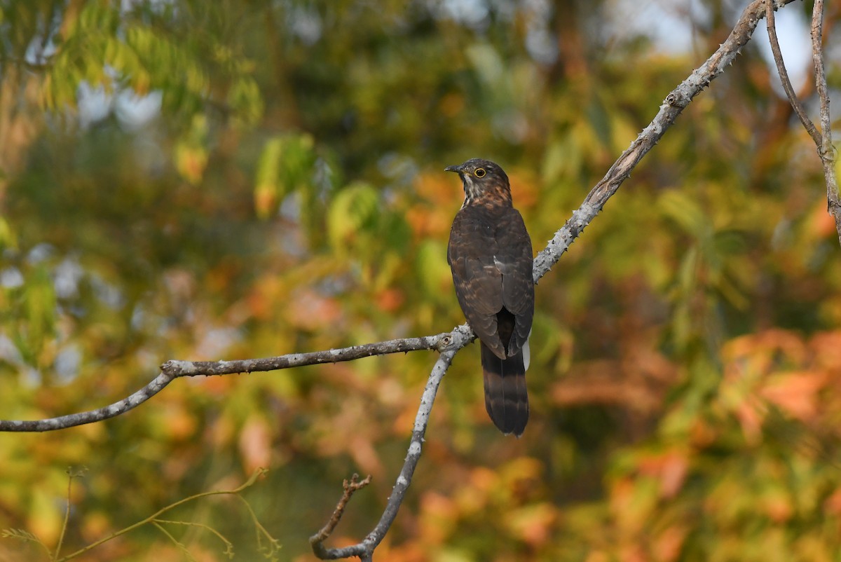 Large Hawk-Cuckoo - ML614772451