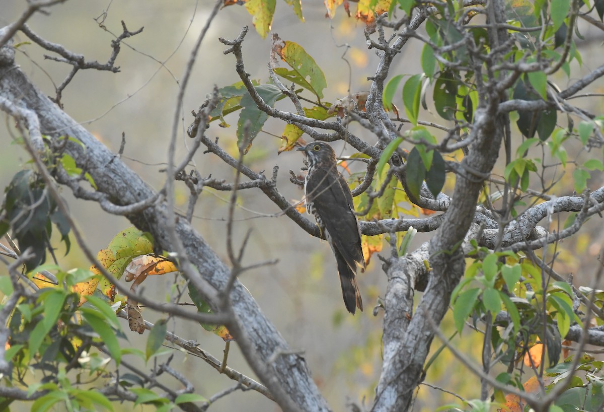 Large Hawk-Cuckoo - PRASHANTHA KRISHNA M C