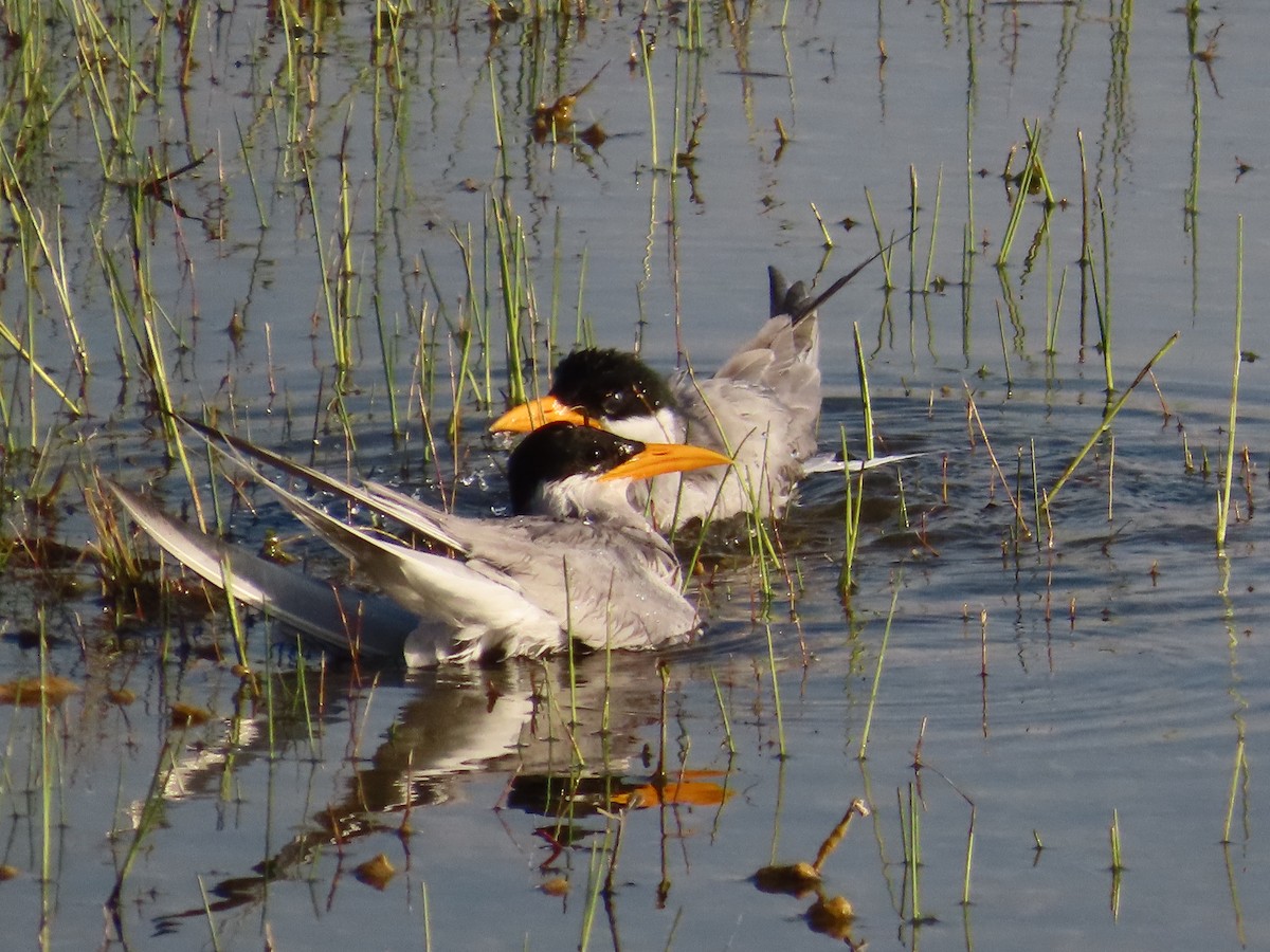 River Tern - ML614772522