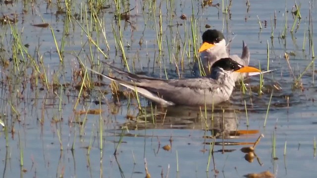 River Tern - ML614772523