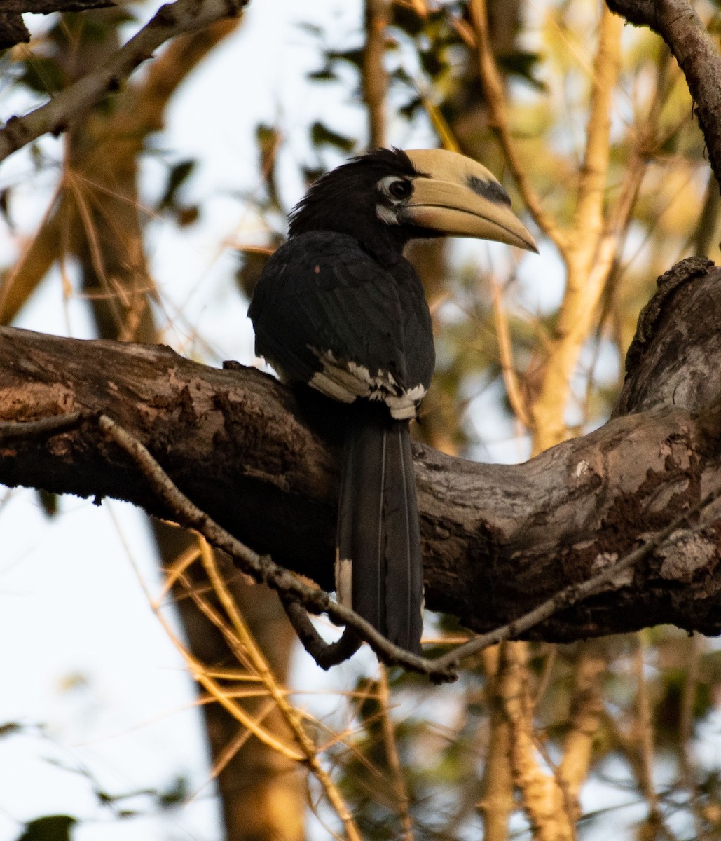 Oriental Pied-Hornbill - Alok Jaimal