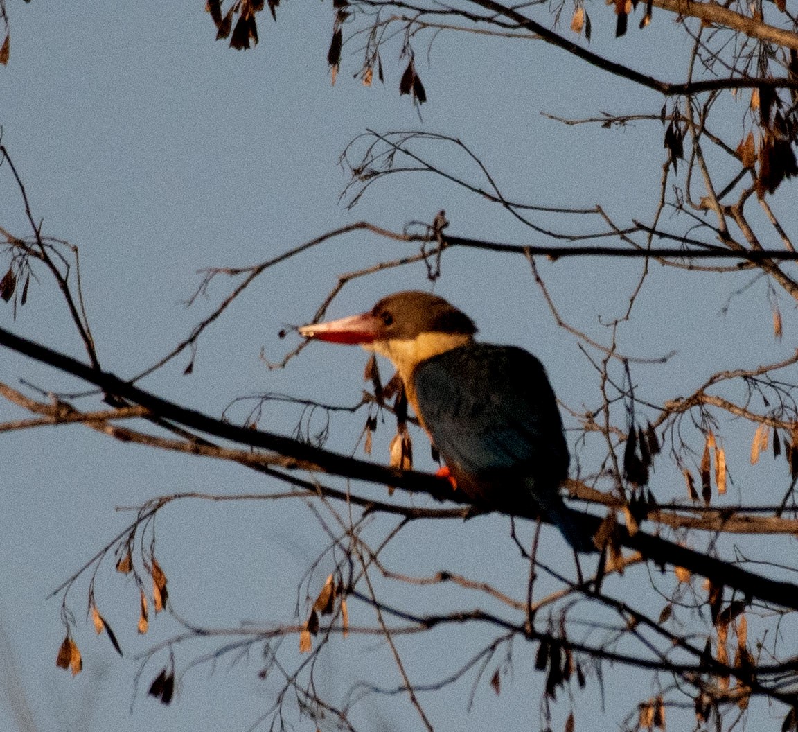 Stork-billed Kingfisher - Alok Jaimal