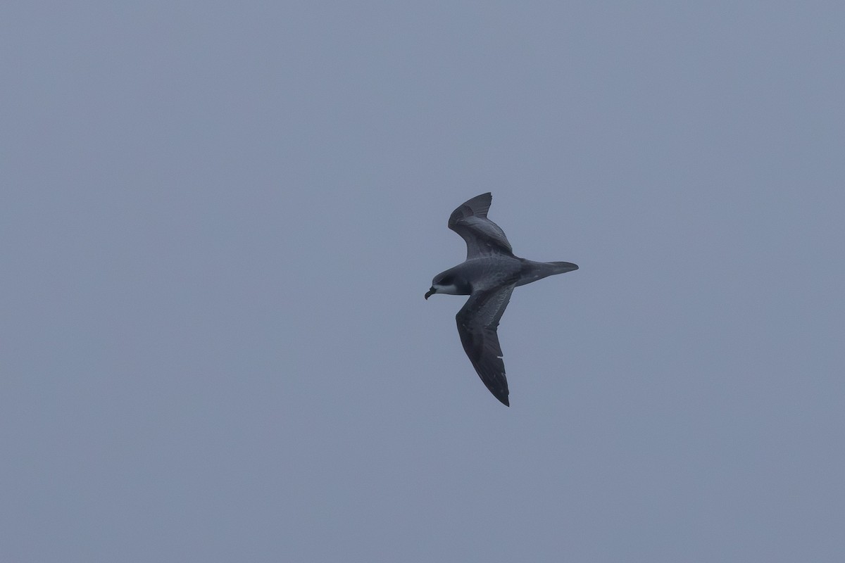 Chatham Petrel - ML614772665