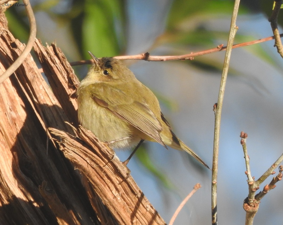 Common Chiffchaff - Aitor Urrutia