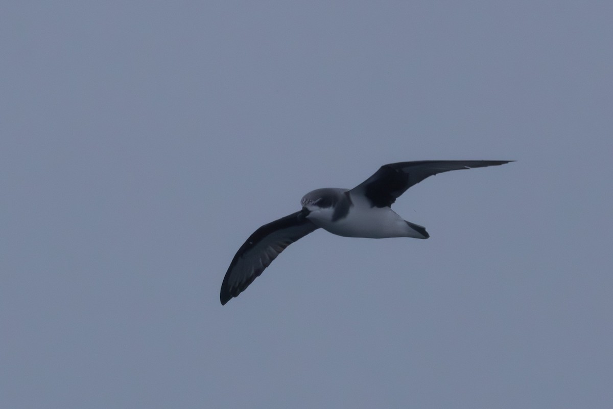 Chatham Petrel - ML614772670