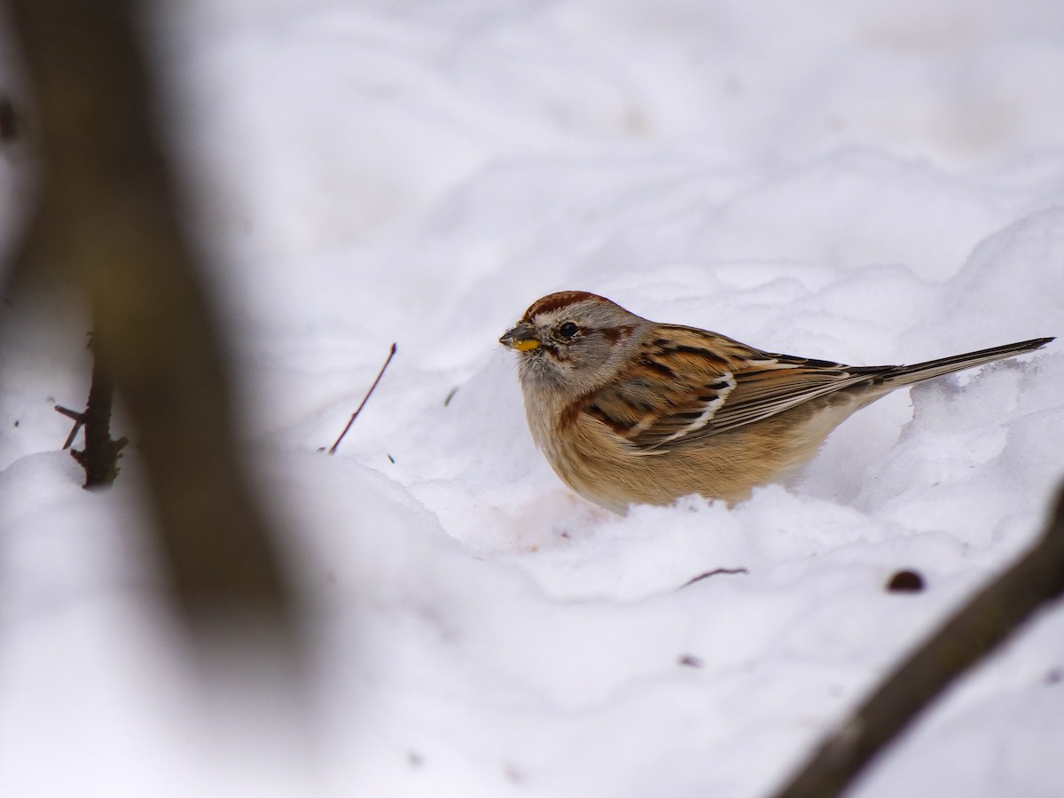 American Tree Sparrow - ML614772780