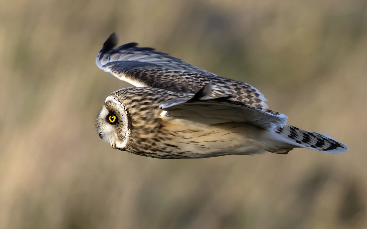 Short-eared Owl - ML614772810