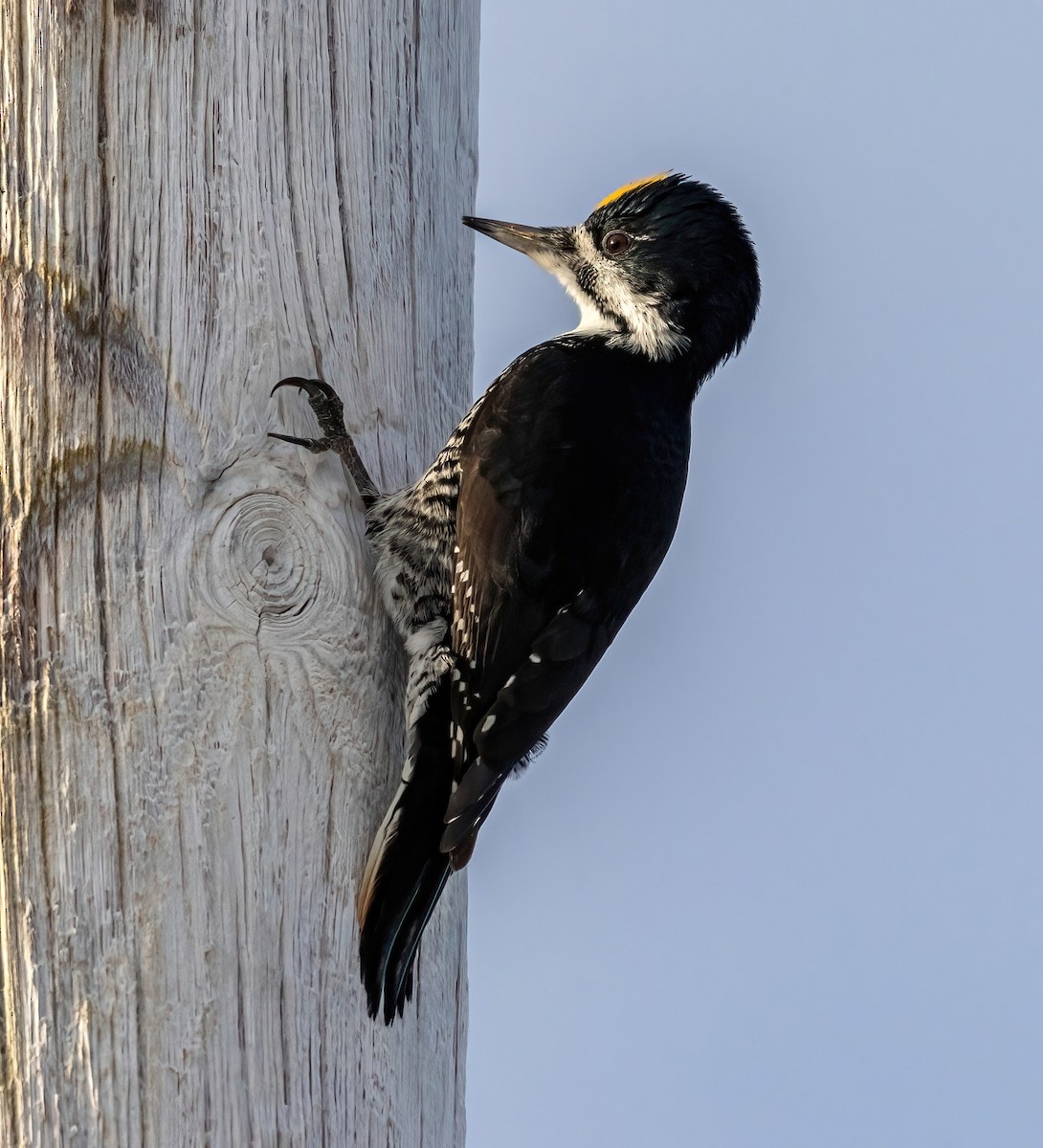 Black-backed Woodpecker - CB_Bird_Reports Data