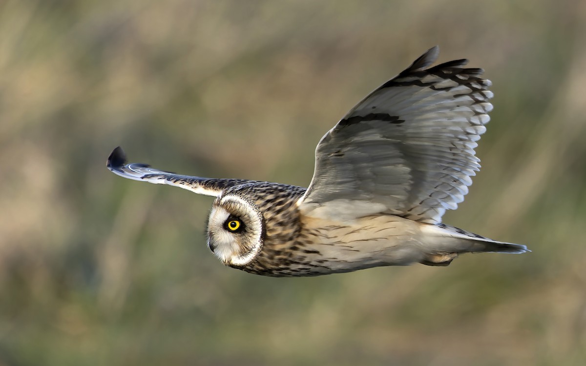 Short-eared Owl - ML614772819