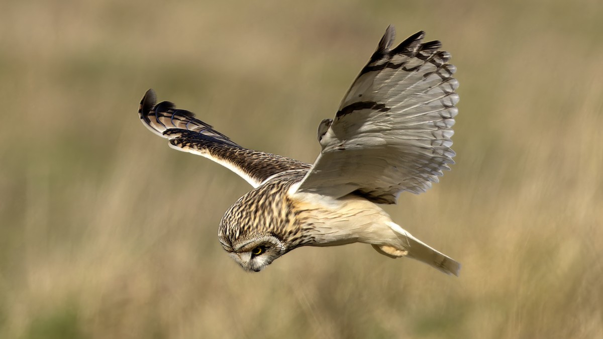 Short-eared Owl - ML614772829