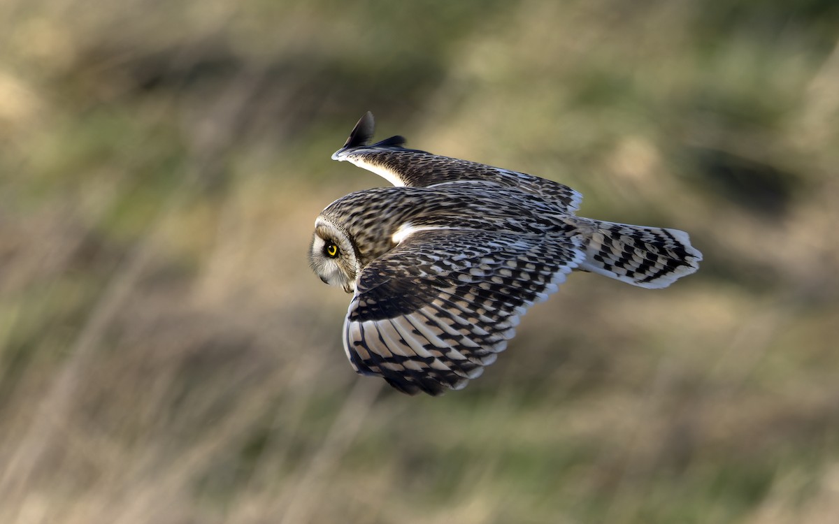 Short-eared Owl - Bob  Wood