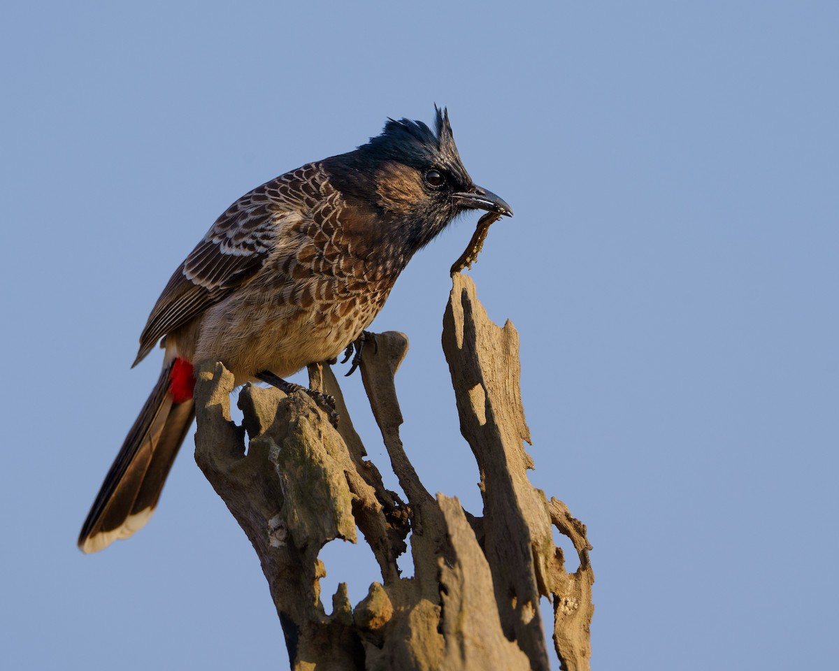 Red-vented Bulbul - Patrick Mariot