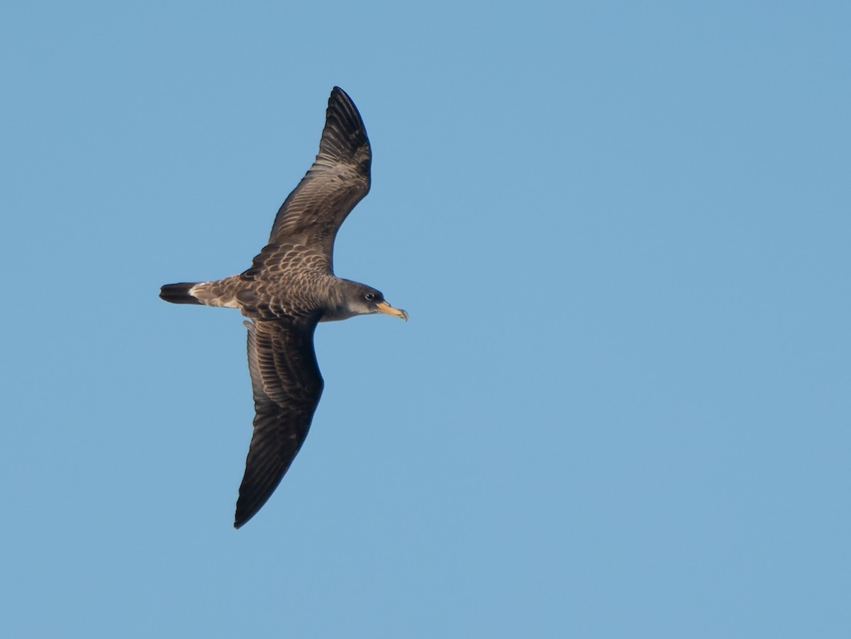 Cory's Shearwater - Jacob Spinks