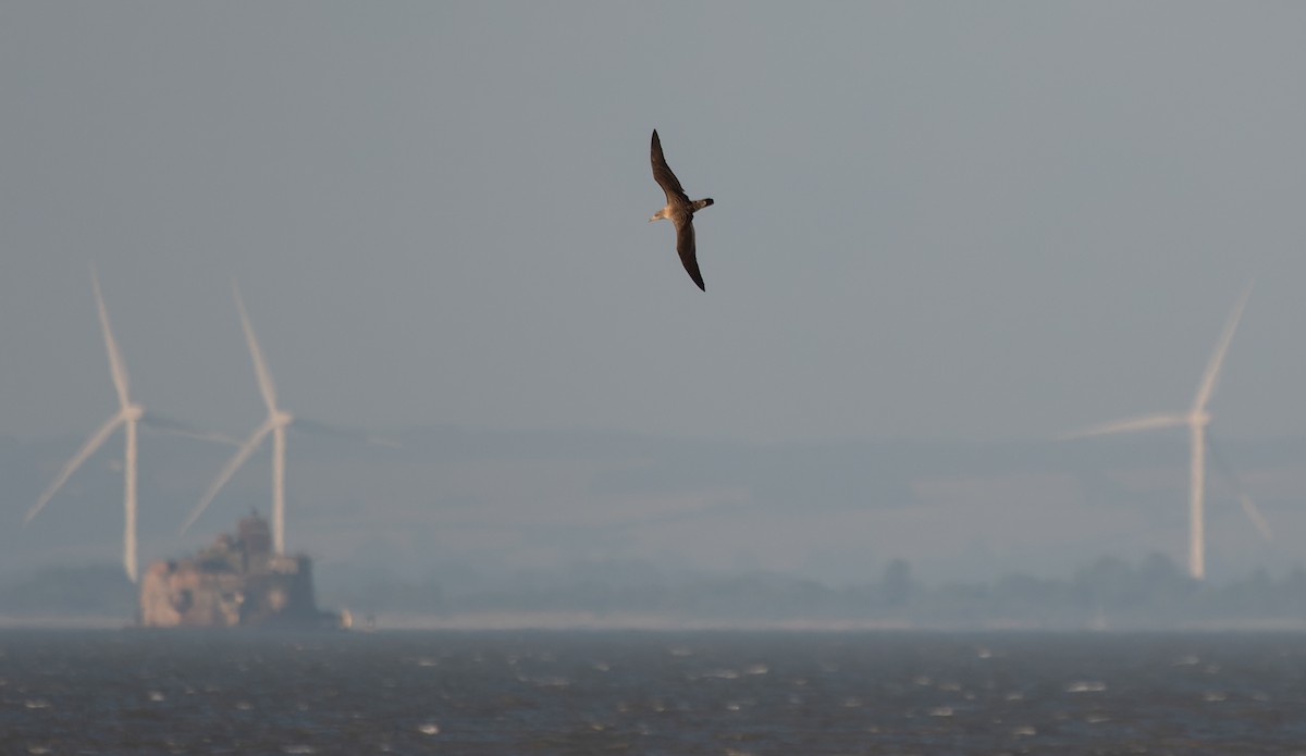 Cory's Shearwater - Jacob Spinks