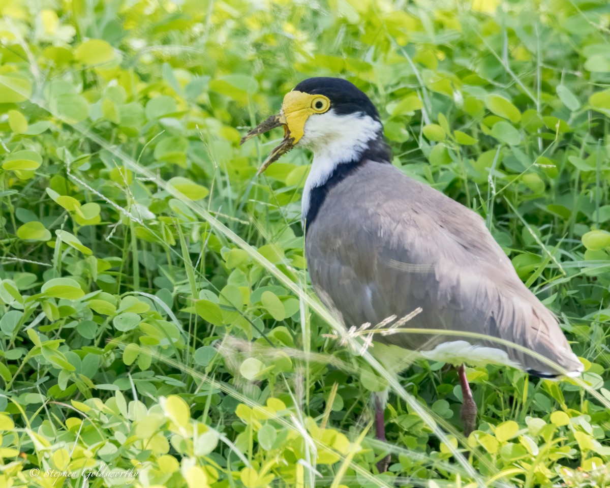 Masked Lapwing - ML614773008