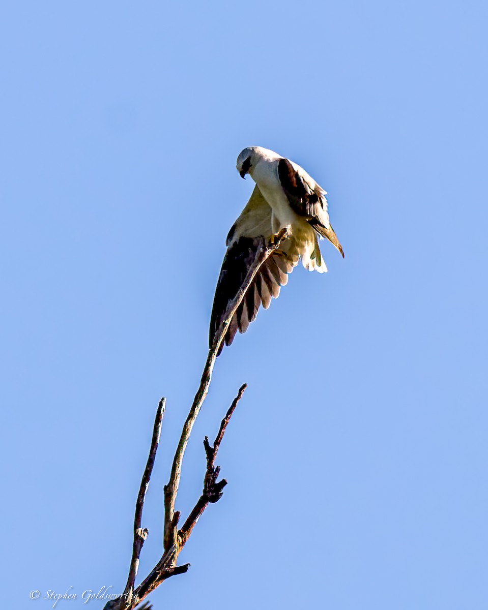 Black-shouldered Kite - ML614773017