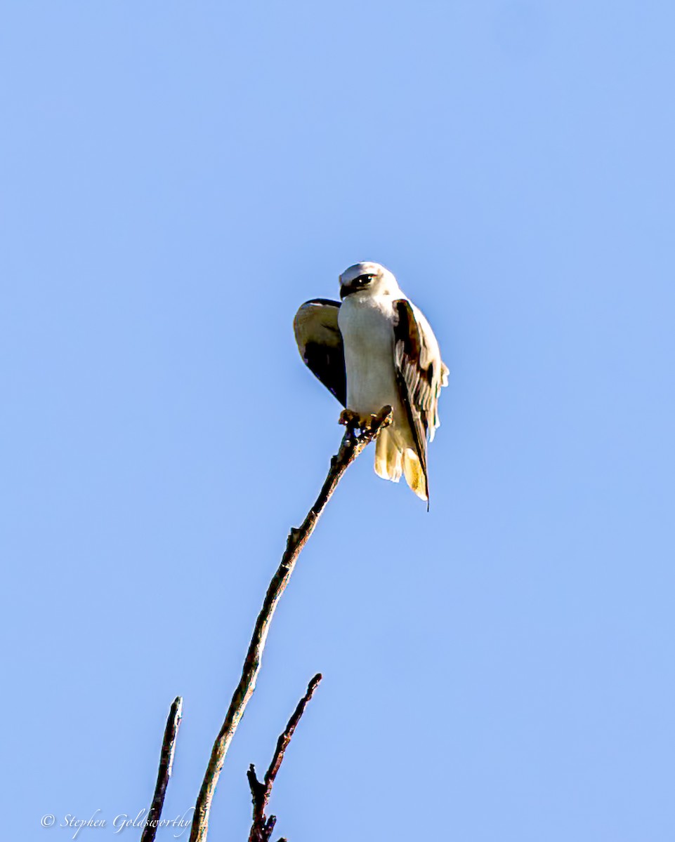 Black-shouldered Kite - Stephen Goldsworthy