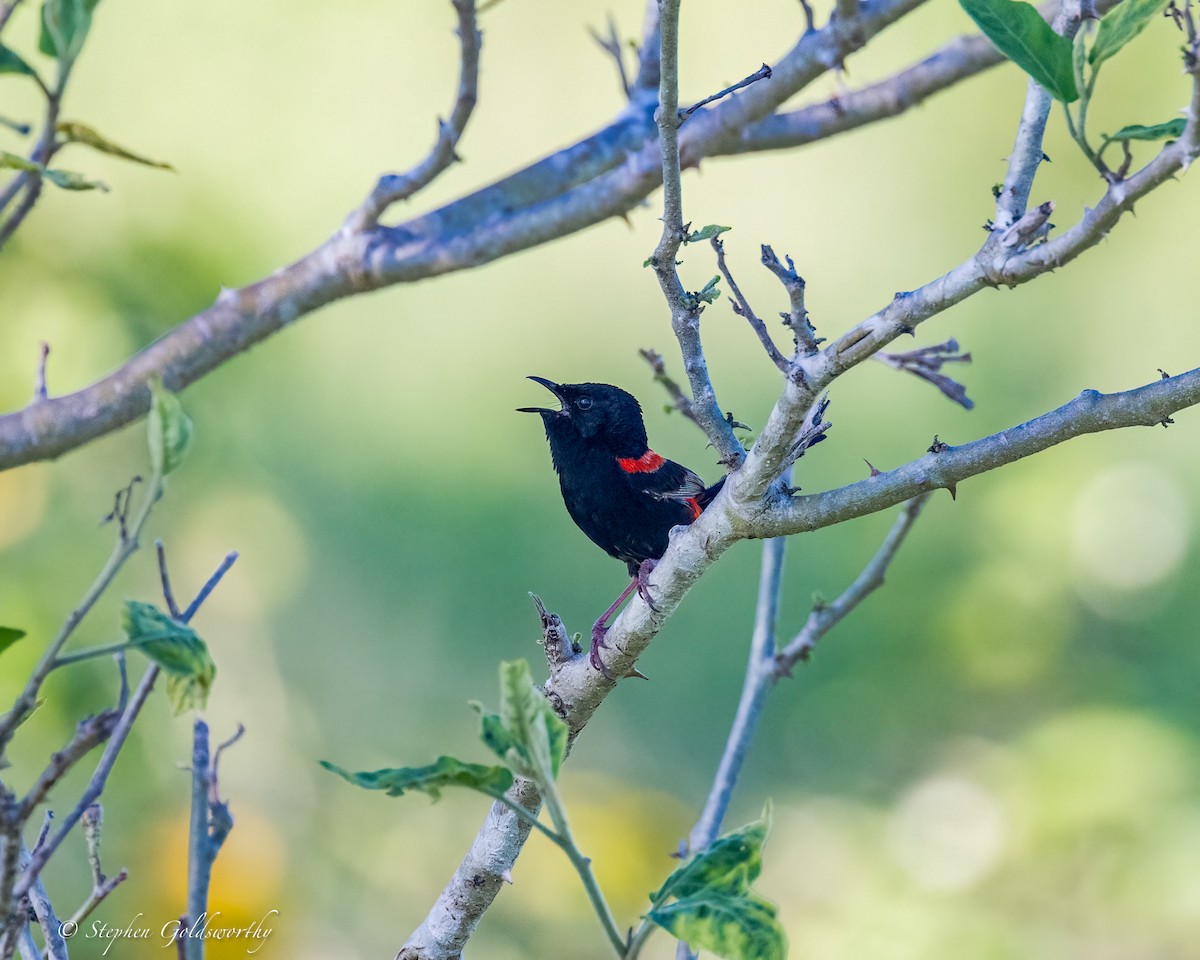 Red-backed Fairywren - Stephen Goldsworthy