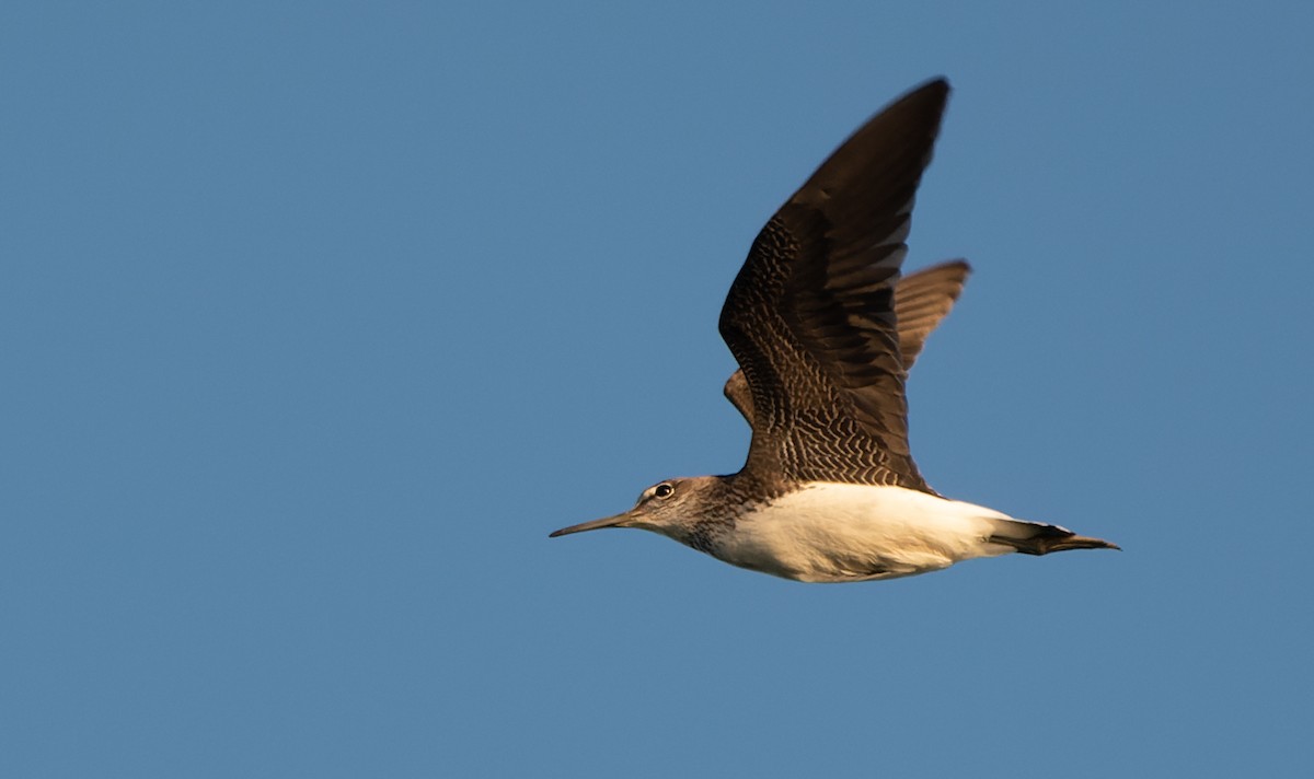 Green Sandpiper - ML614773087