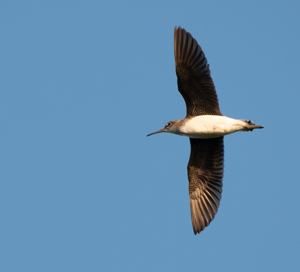 Green Sandpiper - Jacob Spinks