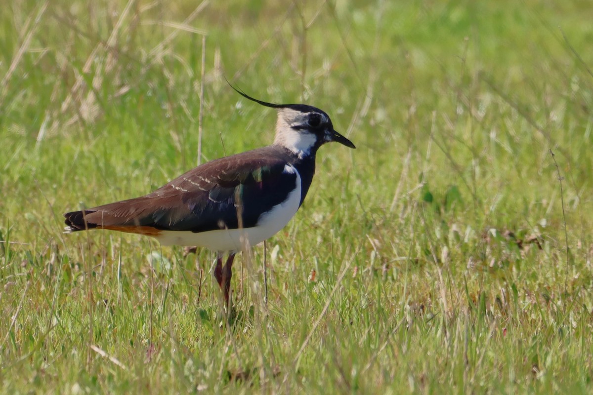 Northern Lapwing - ML614773141