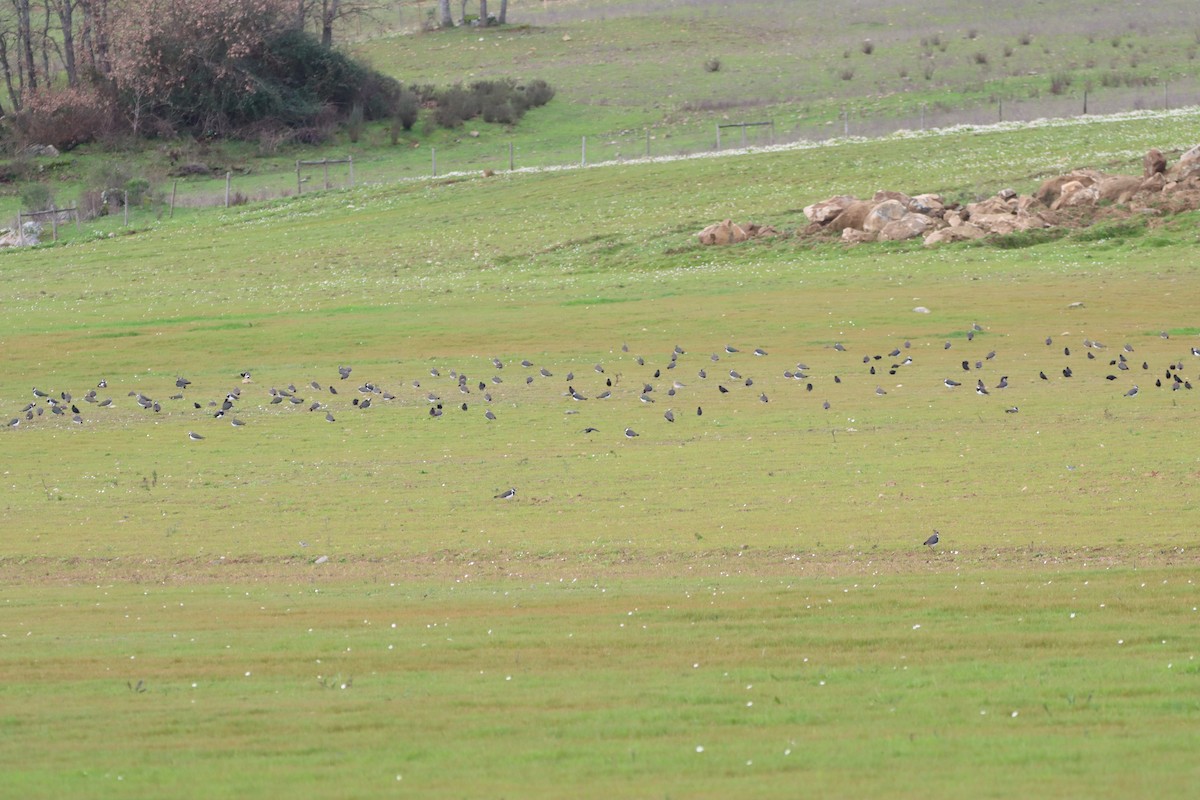 Northern Lapwing - ML614773156