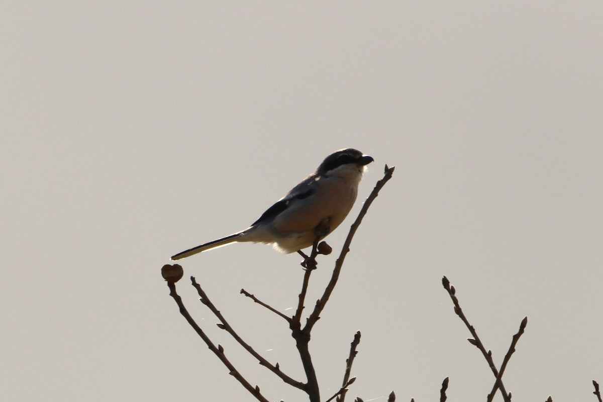 Iberian Gray Shrike - ML614773174