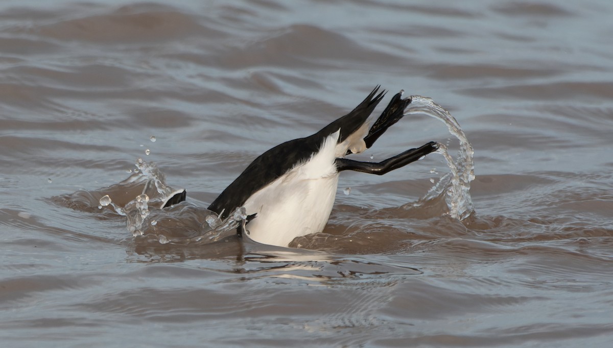 Razorbill - Jacob Spinks