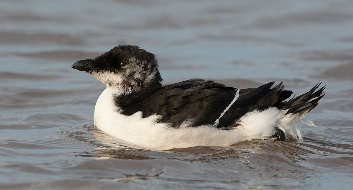 Razorbill - ML614773202