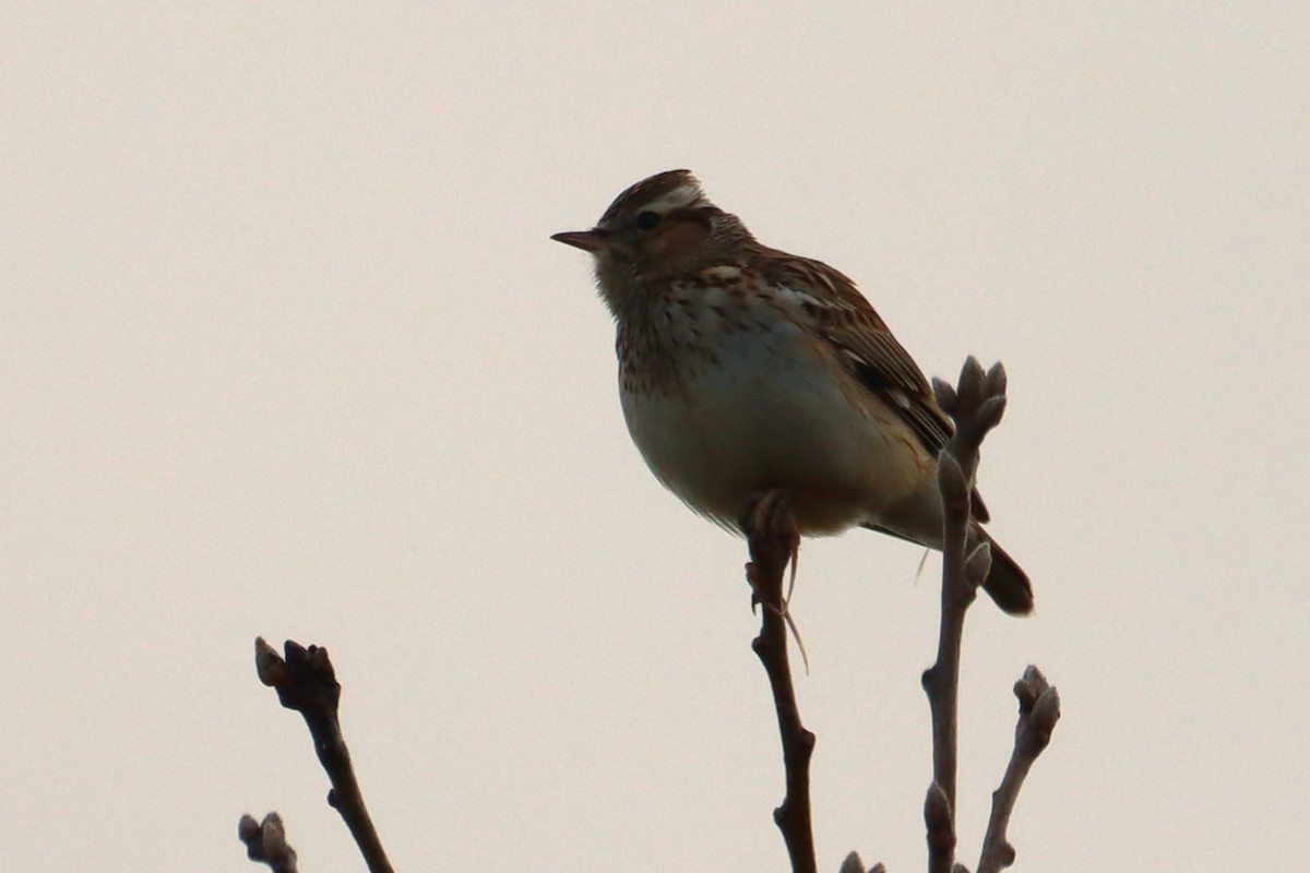 Wood Lark - ML614773208