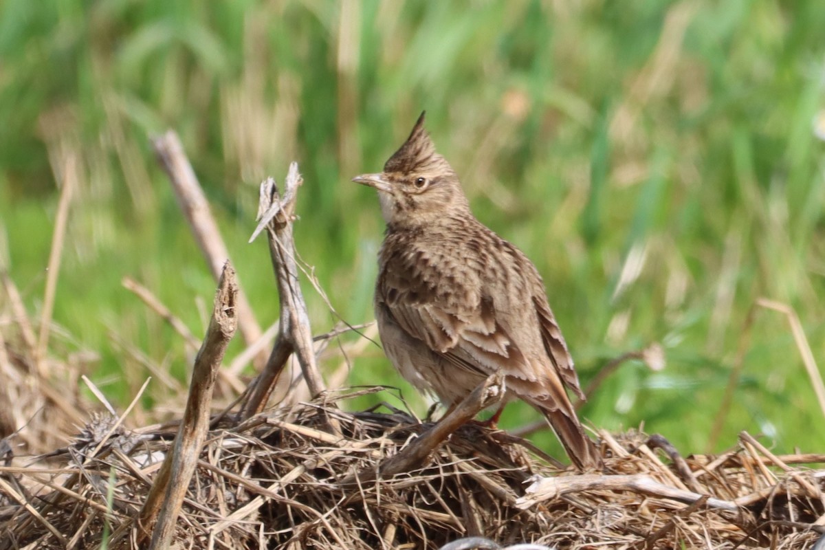 Crested Lark - ML614773224