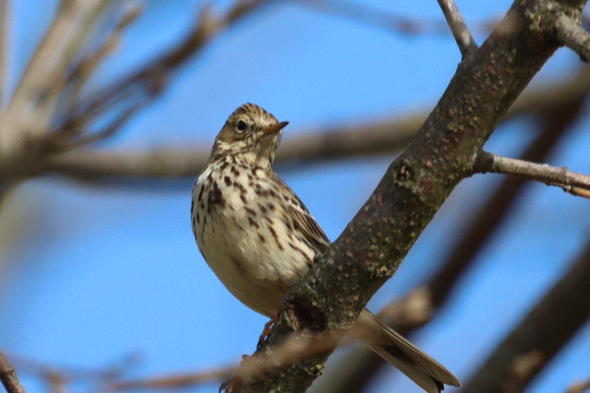 Meadow Pipit - ML614773230