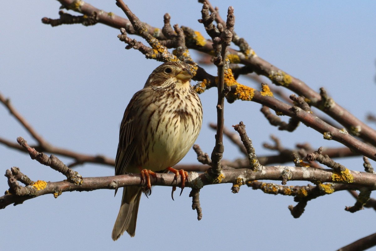 Corn Bunting - ML614773244