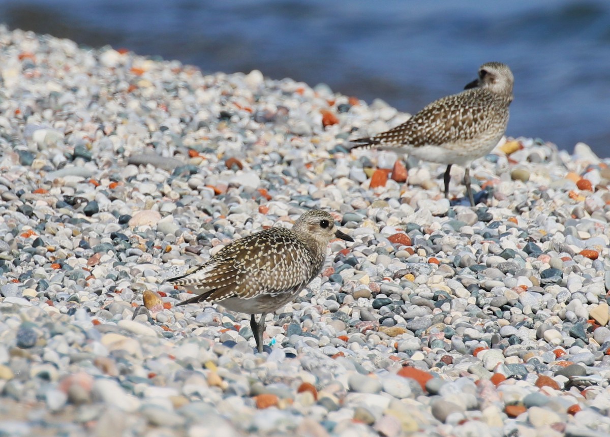 Black-bellied Plover - ML614773336