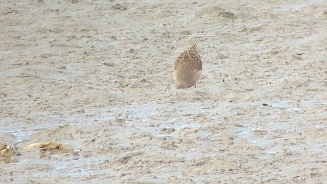 langnebbekkasinsnipe - ML614773394