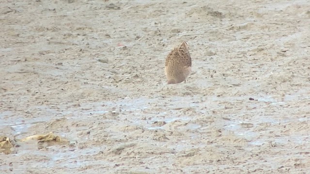 Long-billed Dowitcher - ML614773394