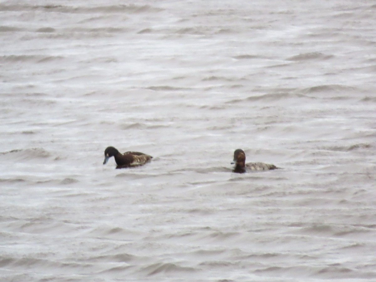 Common Pochard - ML614773435