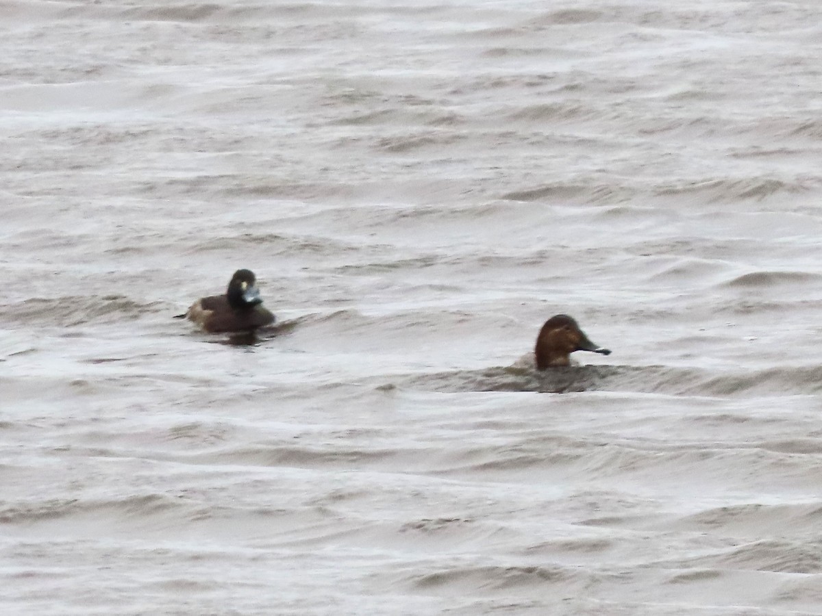 Common Pochard - ML614773436