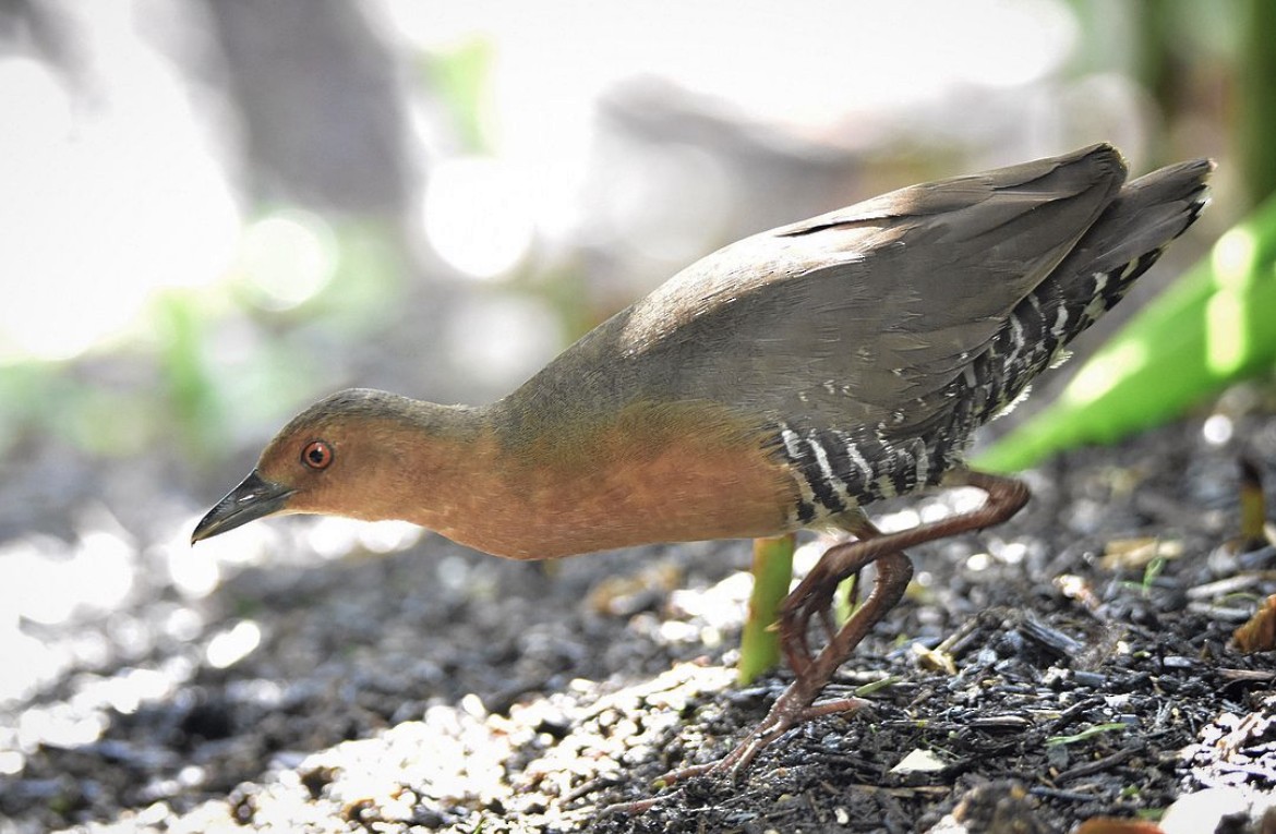 Band-bellied Crake - ML614773470