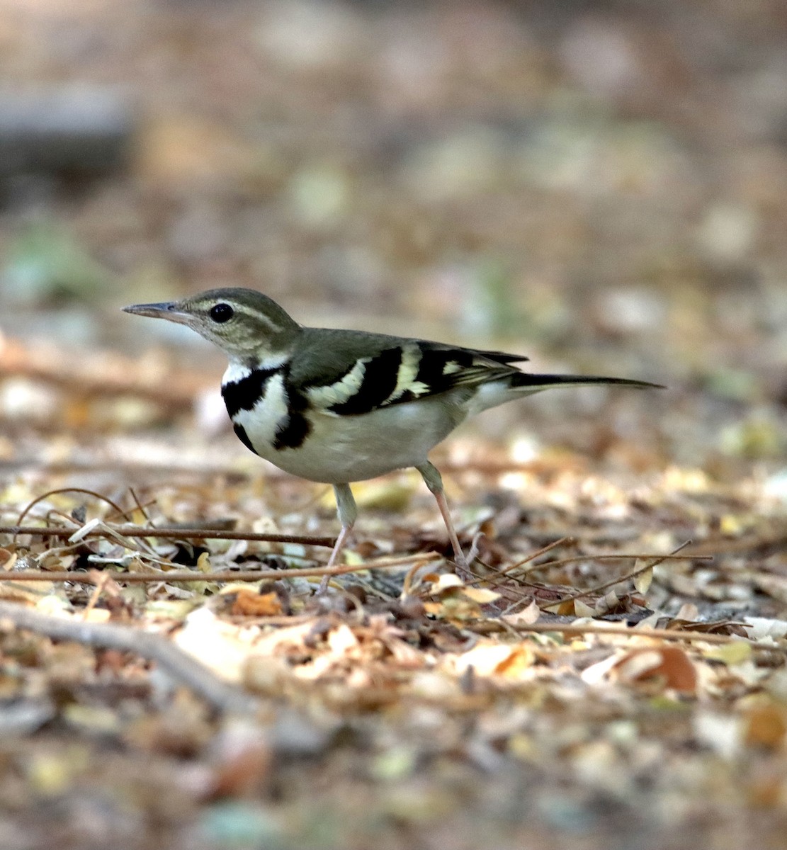 Bergeronnette de forêt - ML614773531