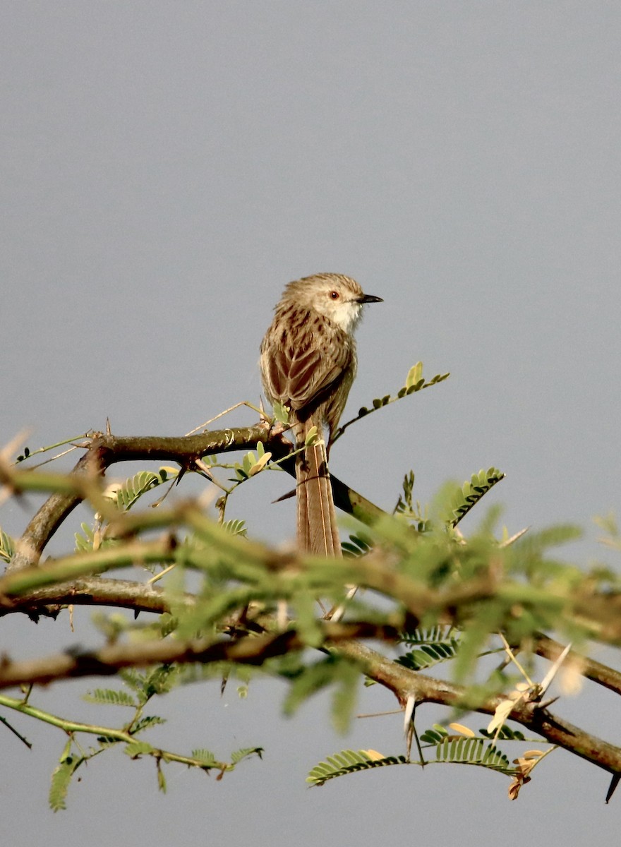 Delicate Prinia - ML614773547