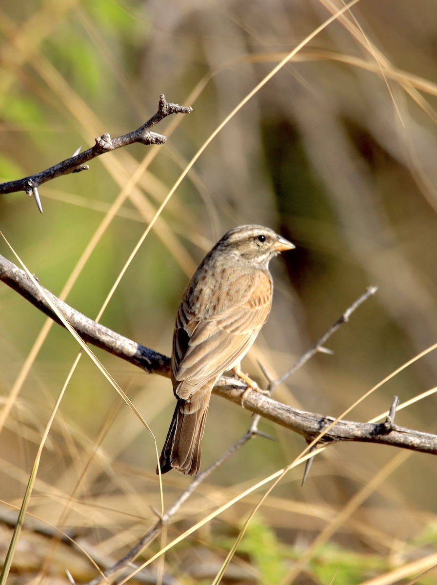 Striolated Bunting - ML614773555