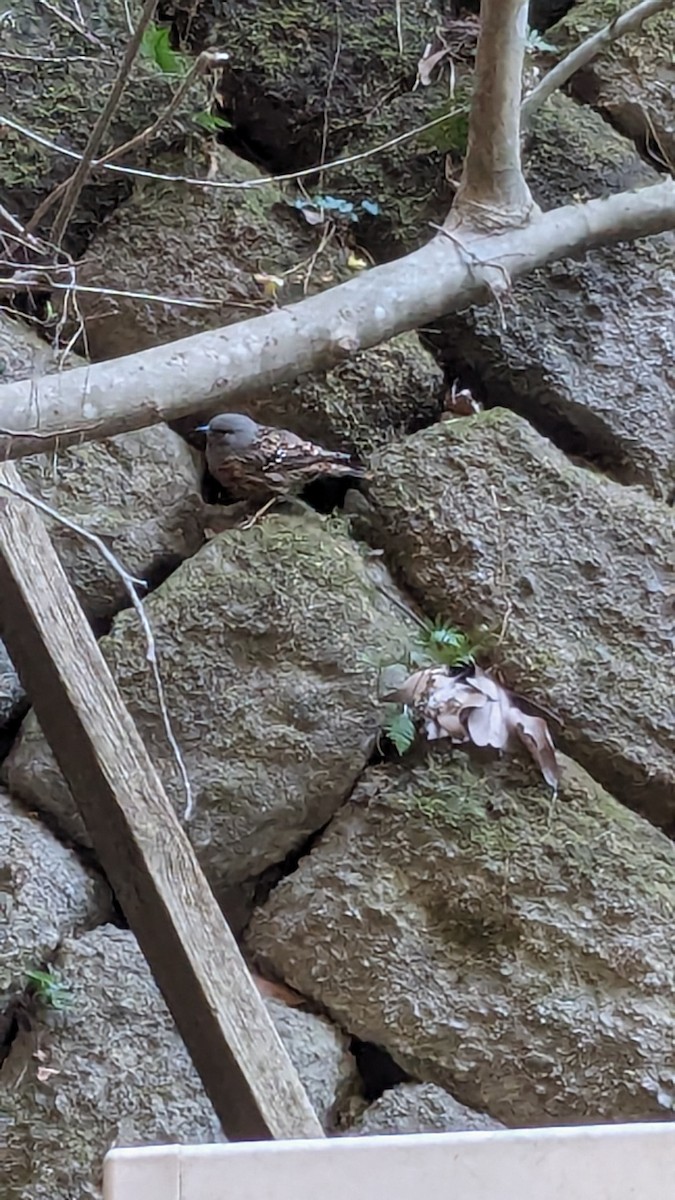 Alpine Accentor - ML614773654