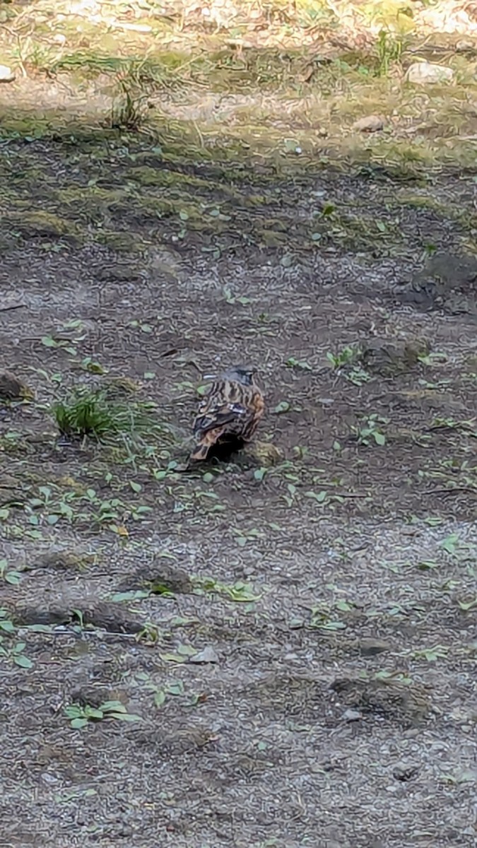 Alpine Accentor - ML614773656