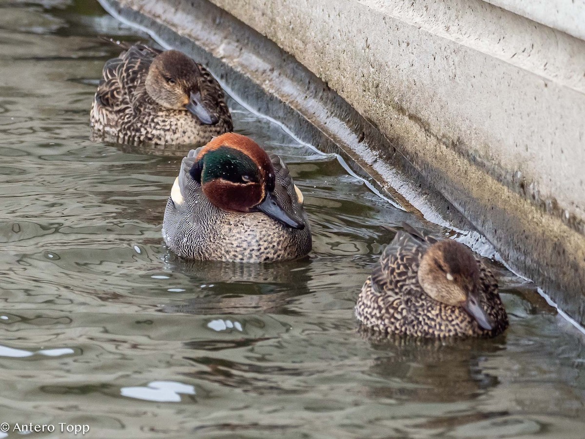 Green-winged Teal - ML614773667