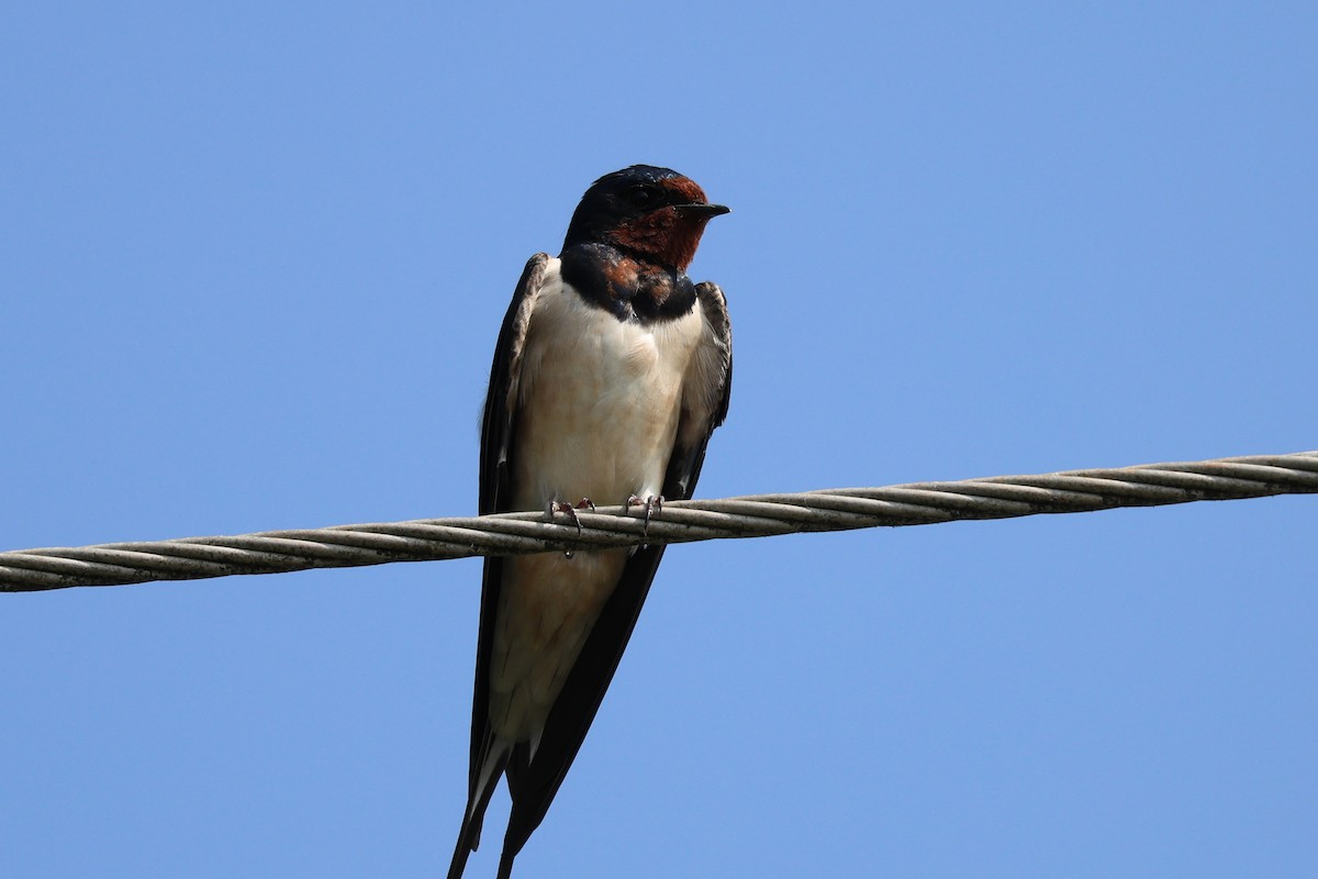 Barn Swallow - ML614773816
