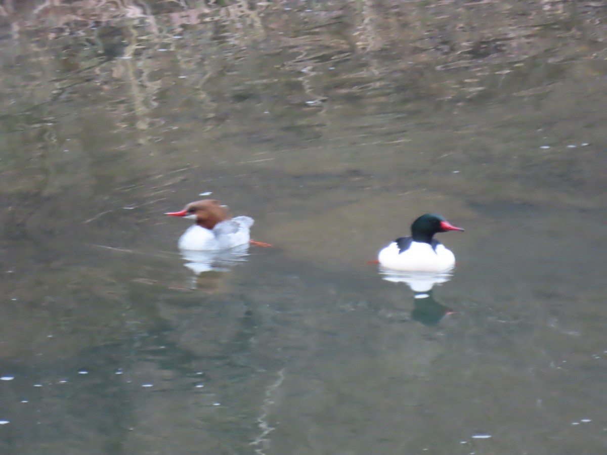 Common Merganser - ML614773832