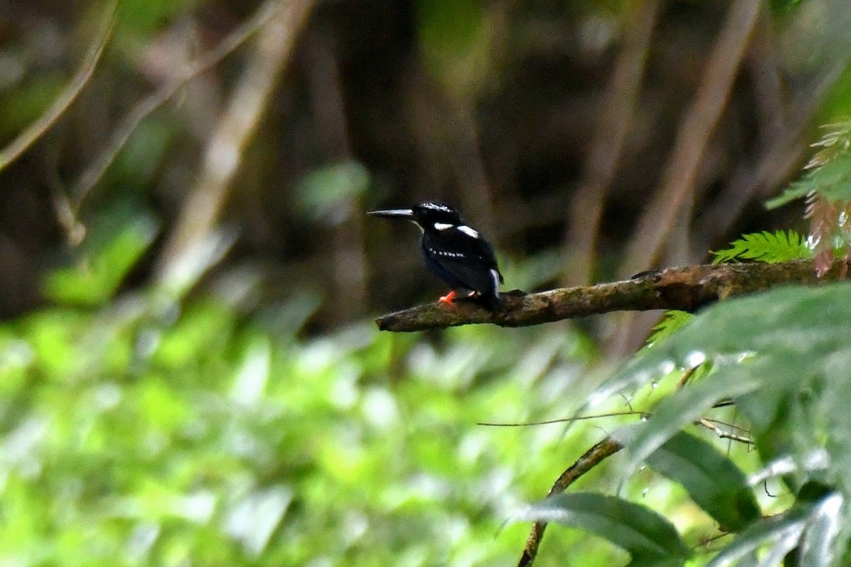 Northern Silvery-Kingfisher - ML614773871